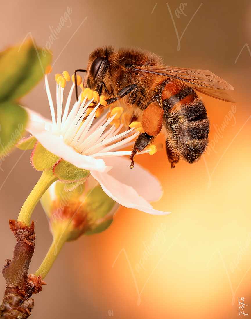 Apis Mellifica