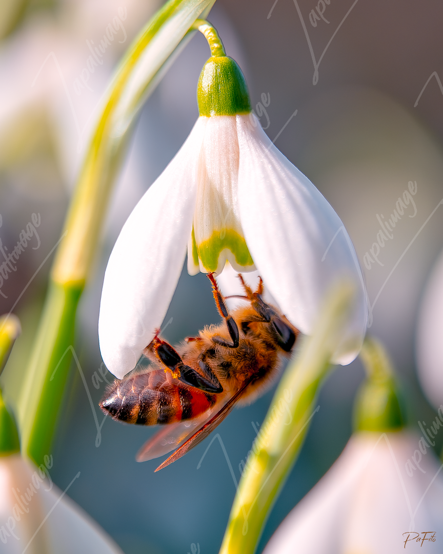 Abeille sur perce-neige