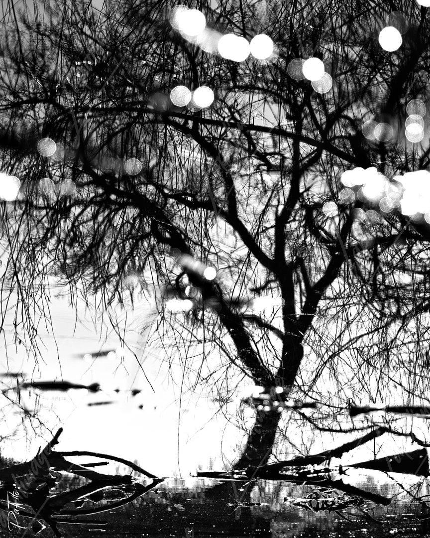 Arbre reflet