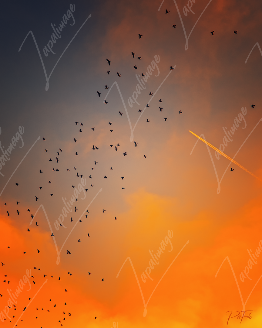Birds