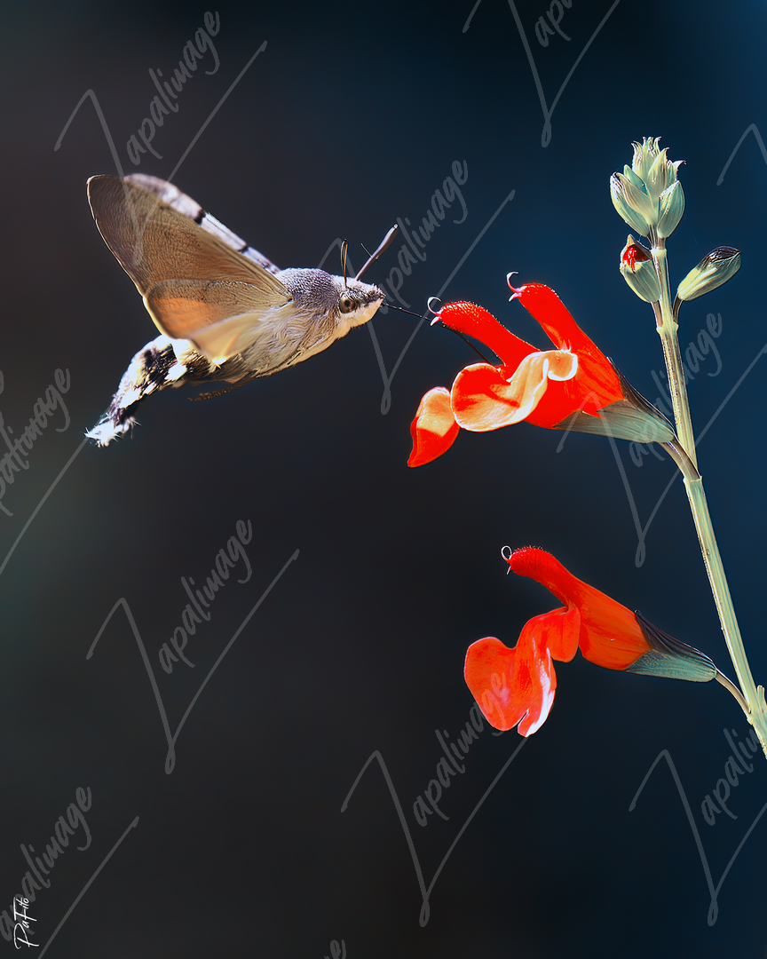 Papillon colibri