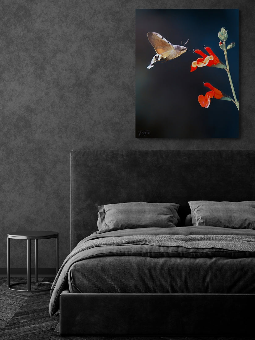 Papillon colibri