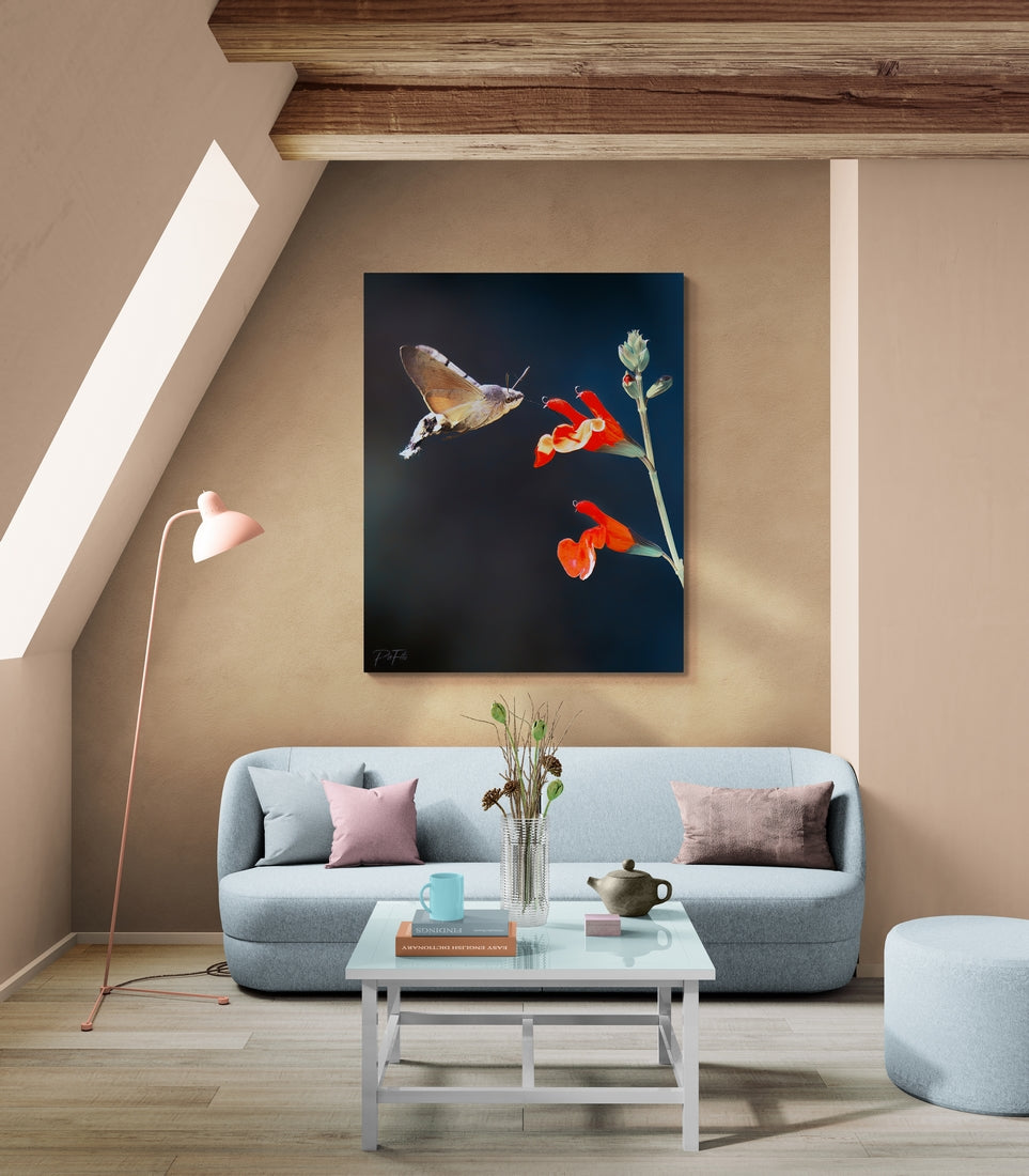 Papillon colibri