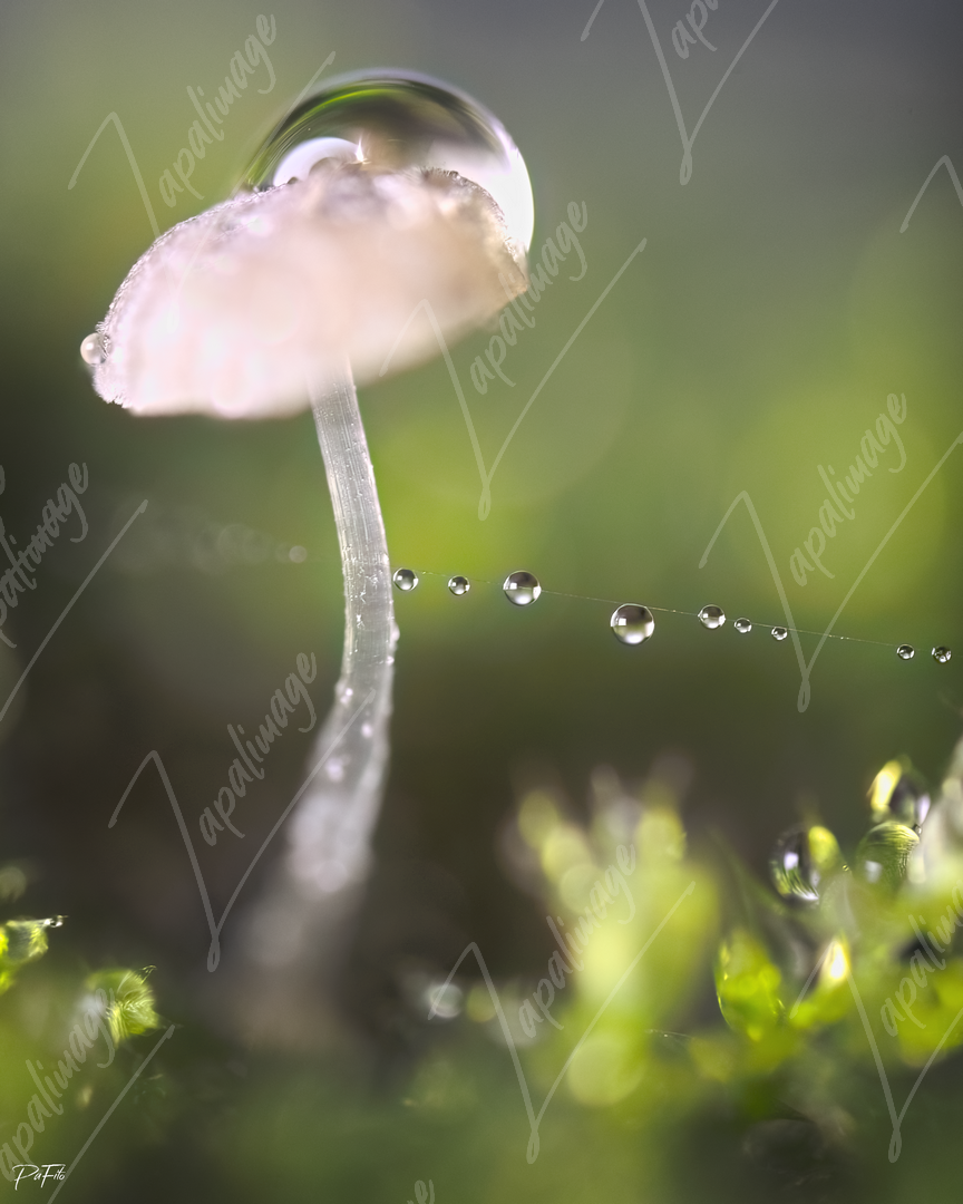 Mushdrop
