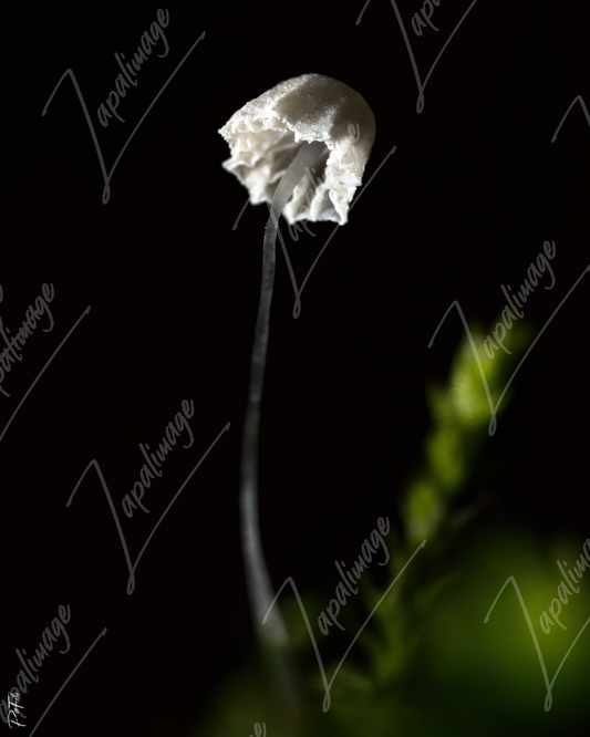Champignon suspendu
