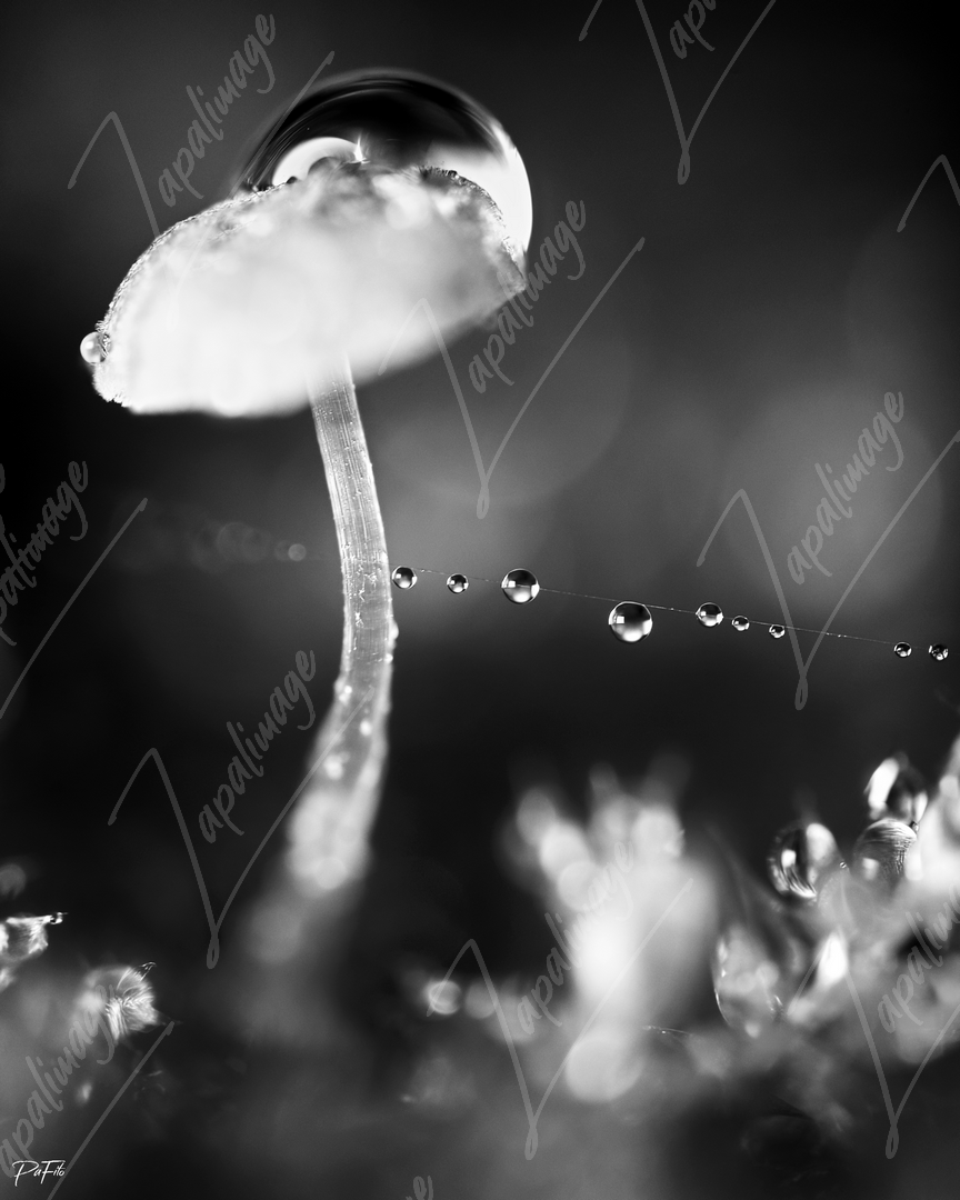 Mushdrop noir et blanc