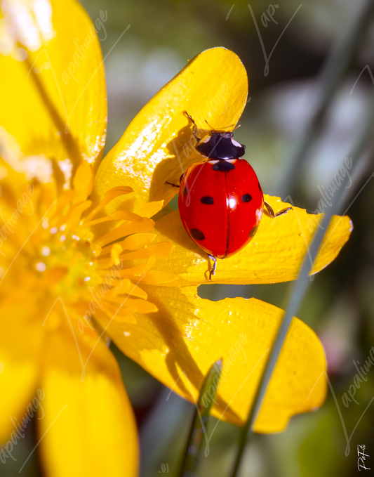 Coccinelle et bouton d'or