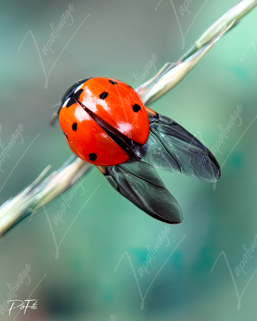 Coccinelle