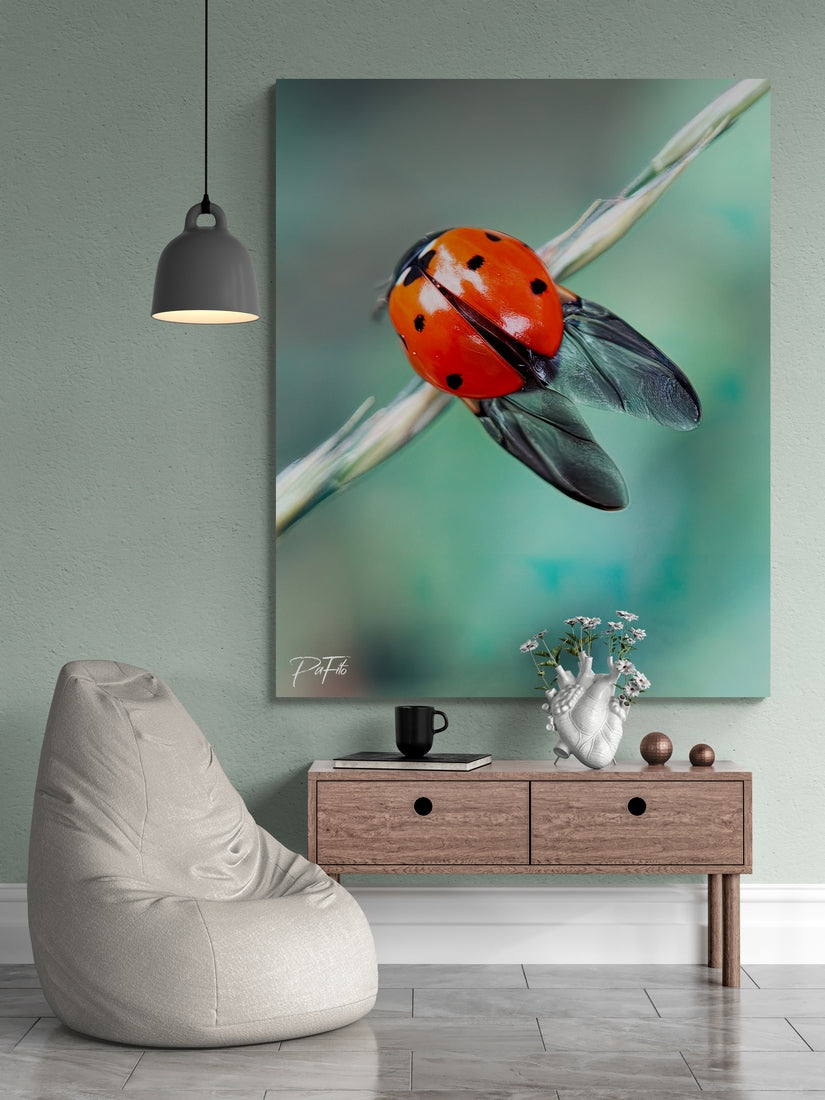 Coccinelle
