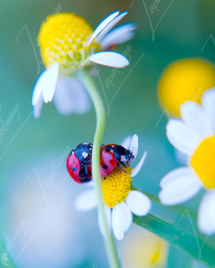 Coccinelles amoureuses