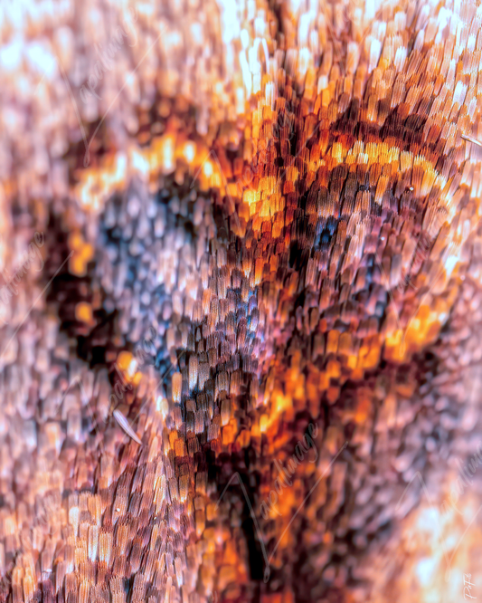 Cœur de papillon