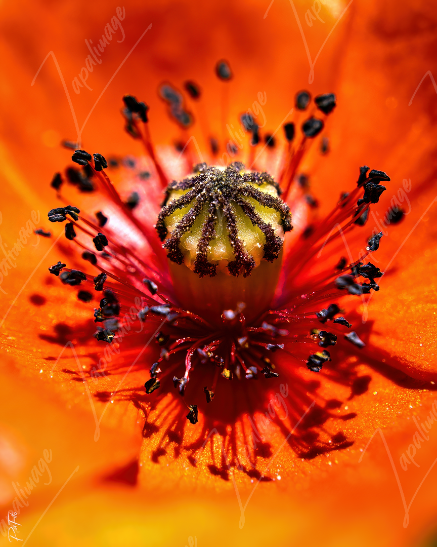 Amapola