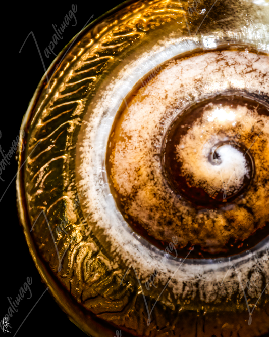 Coquille