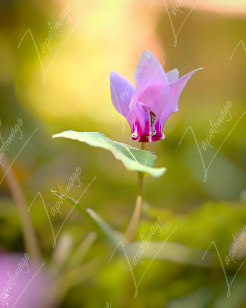 Cyclamen
