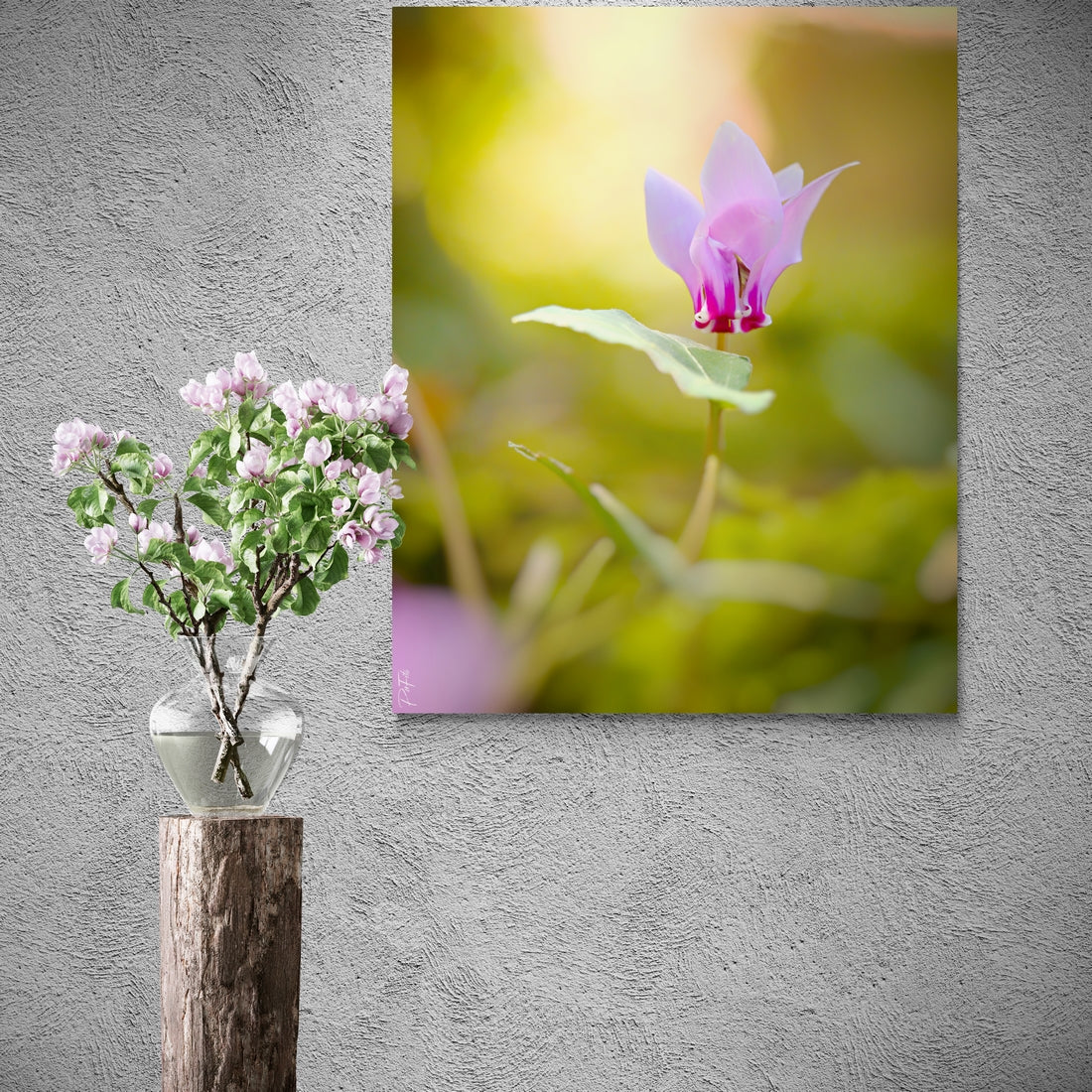 Cyclamen
