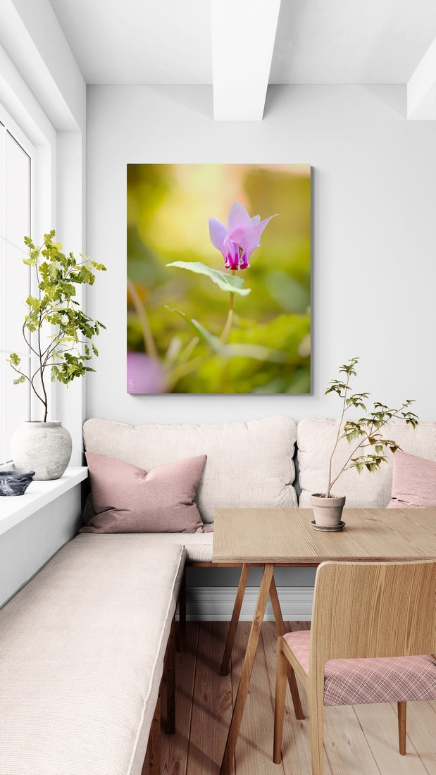 Cyclamen