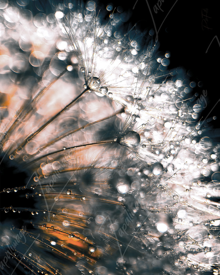 Dandelion flower