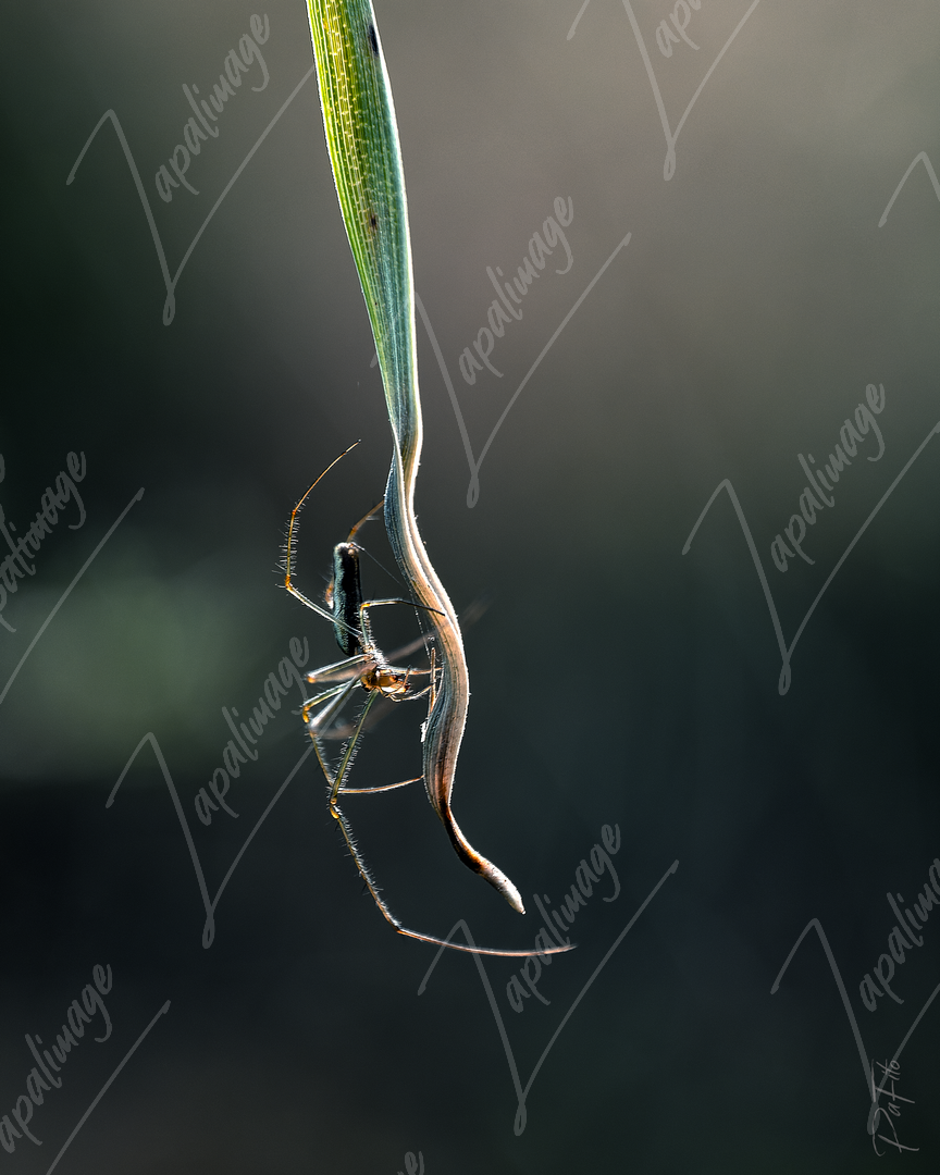 Spider 00