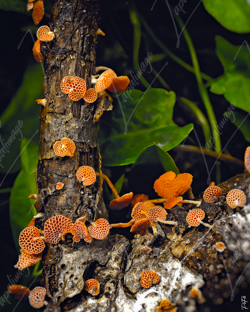 Sur un arbre perché