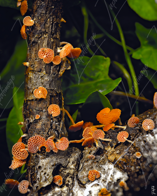 Posado en un árbol