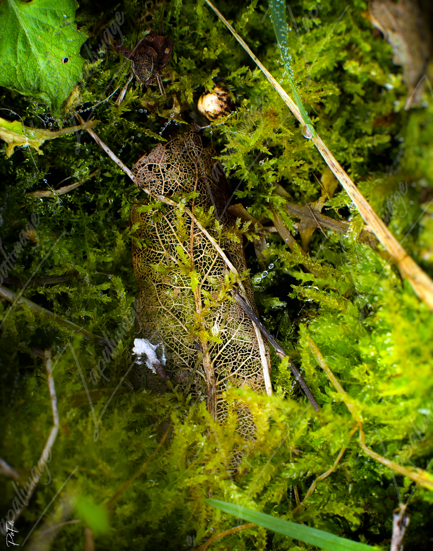 Feuille sous la mousse