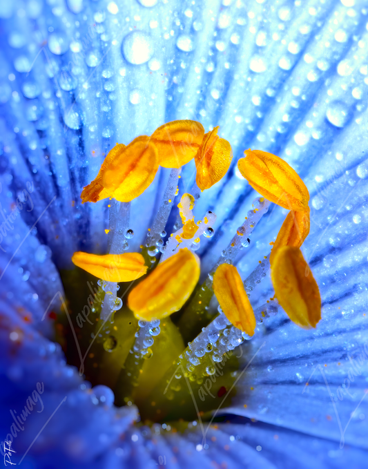 Coeur de fleur