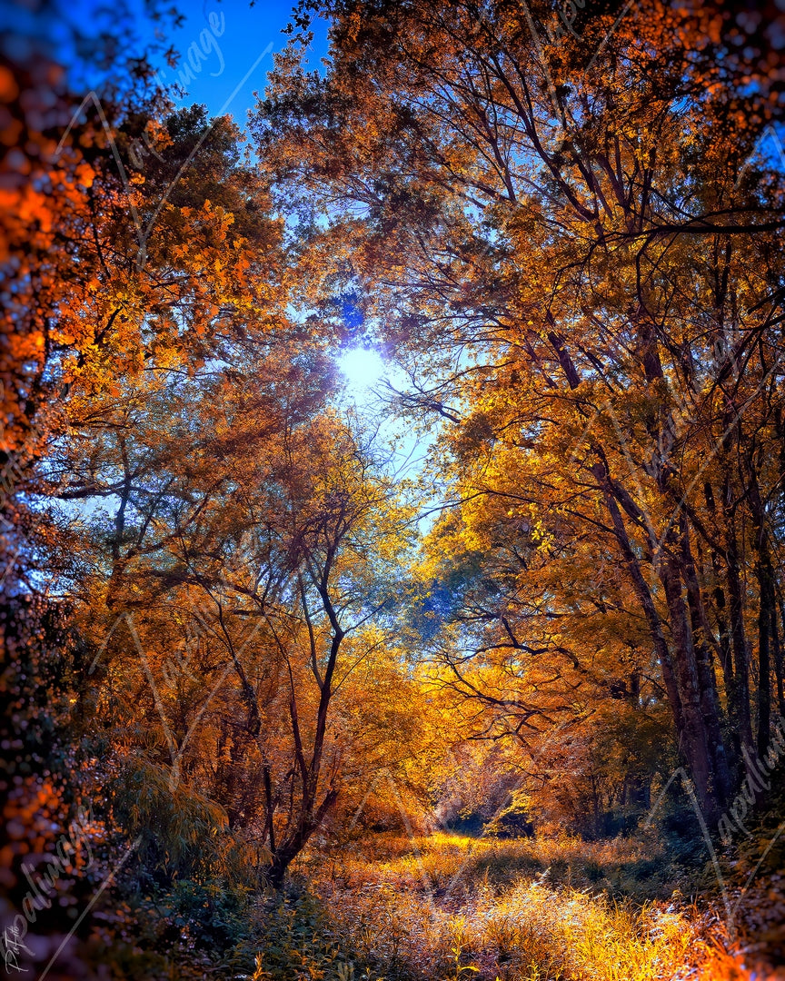 Forêt en automne