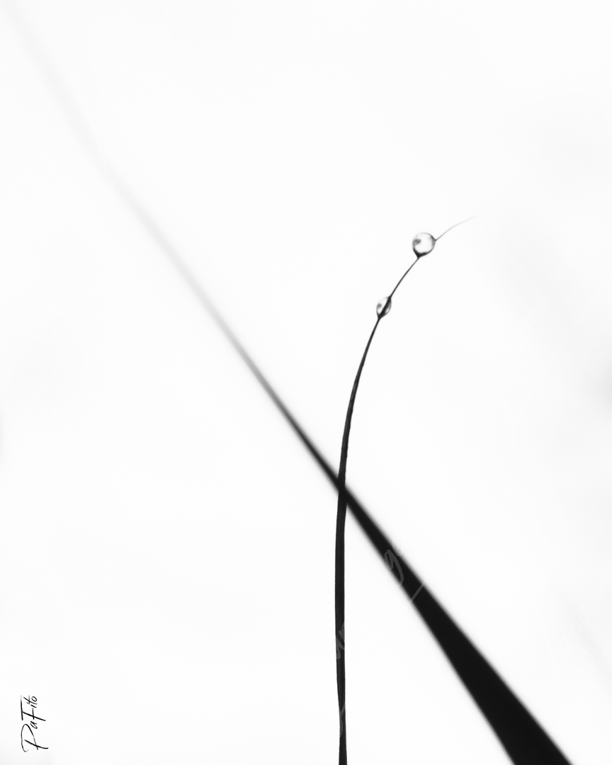Goutte à la pointe d'une herbe