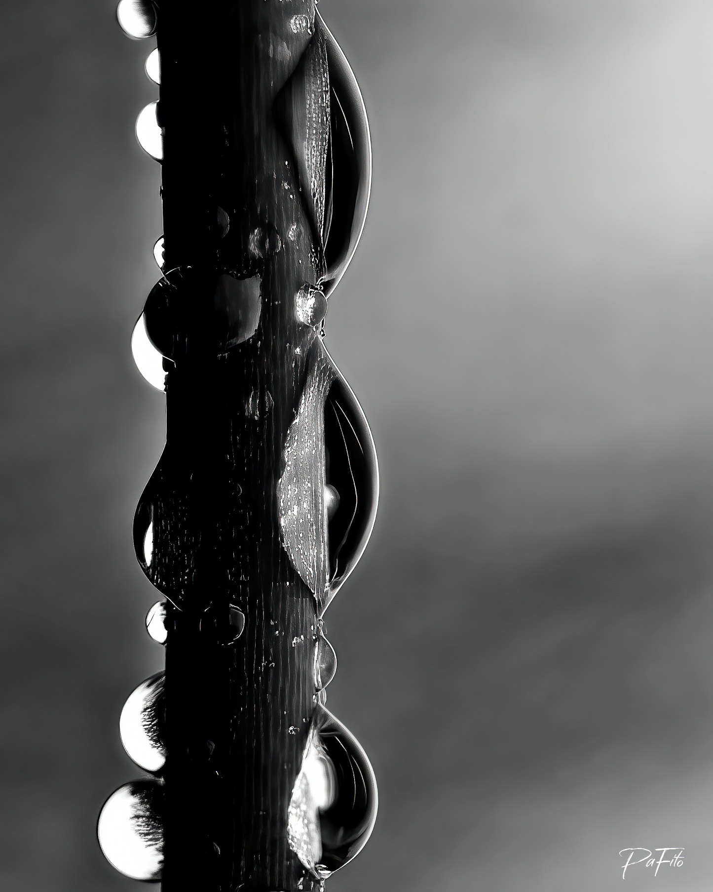 Gouttes sur une branche noir et blanc