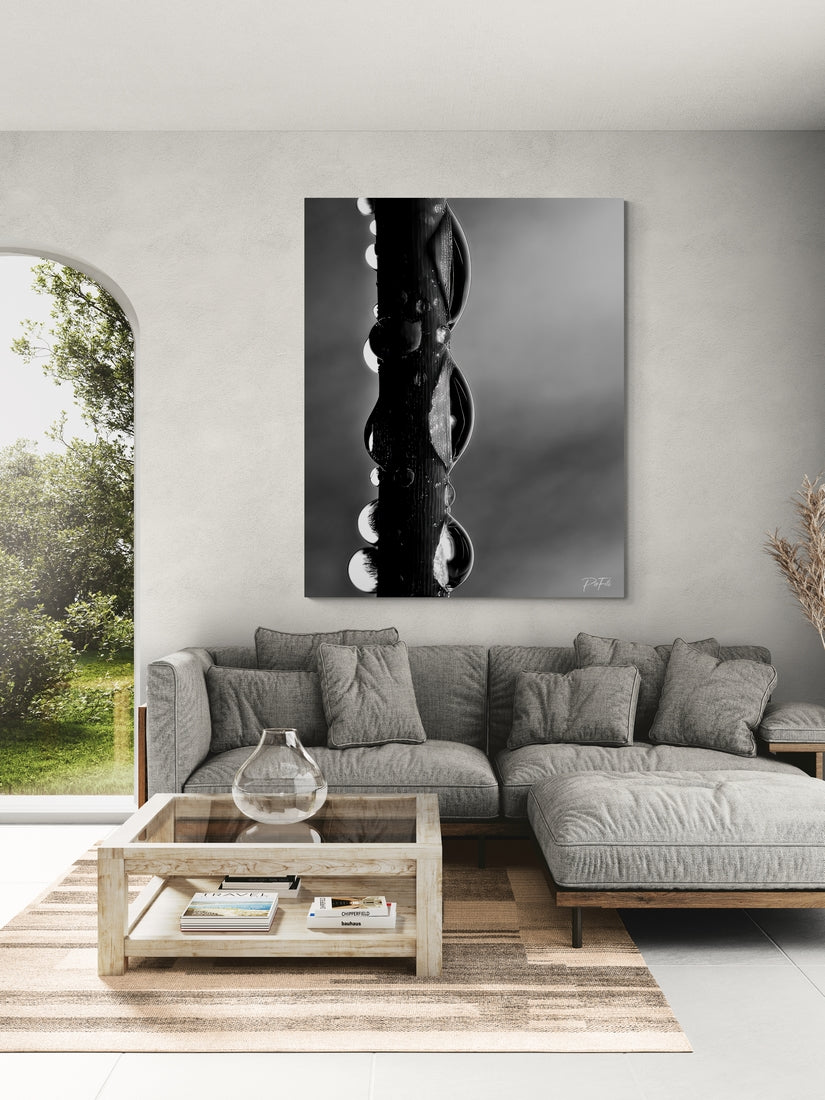 Gouttes sur une branche noir et blanc