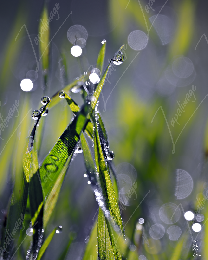 Gouttes sur l'herbe