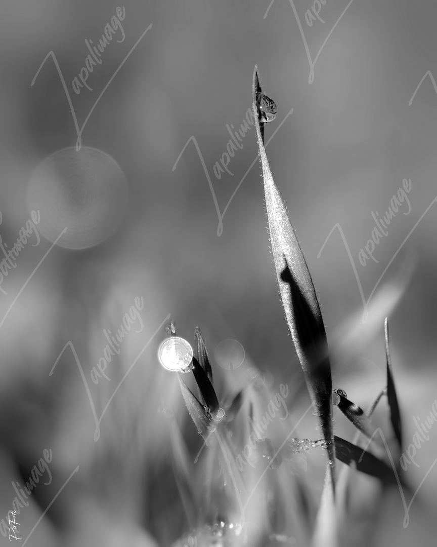 Gouttes sur l'herbe