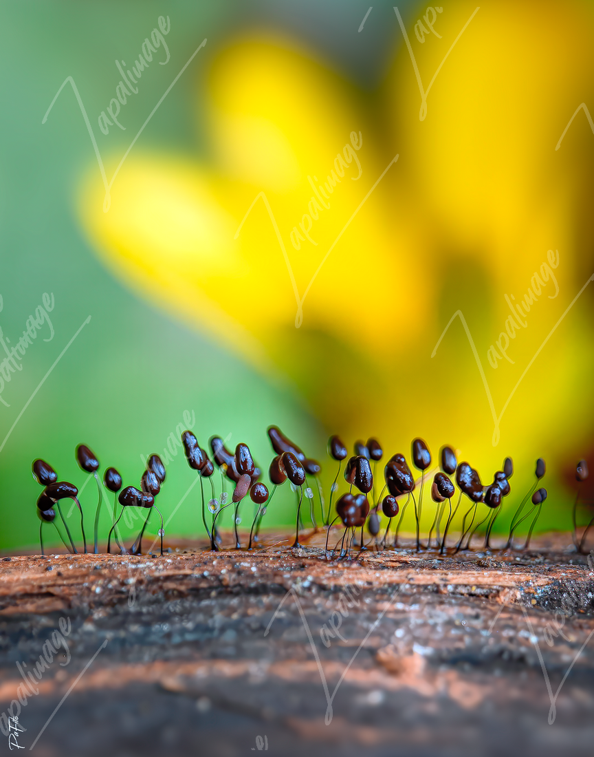 Grains de café