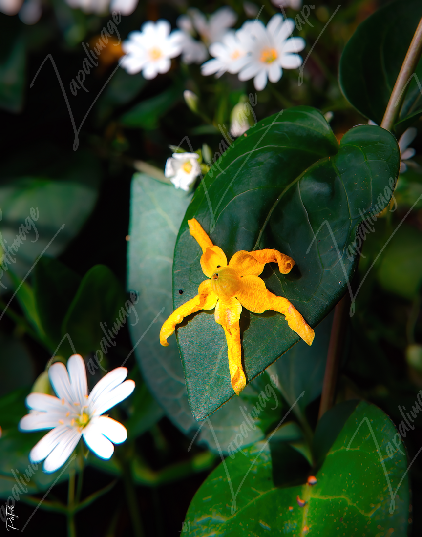 Heart of Falling Flower