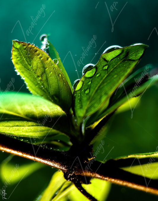 Young leaves