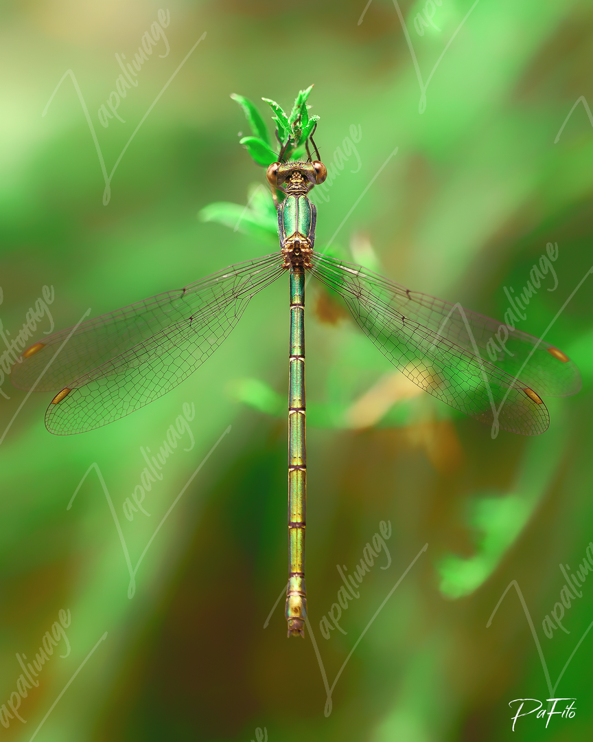 Green light dragonfly