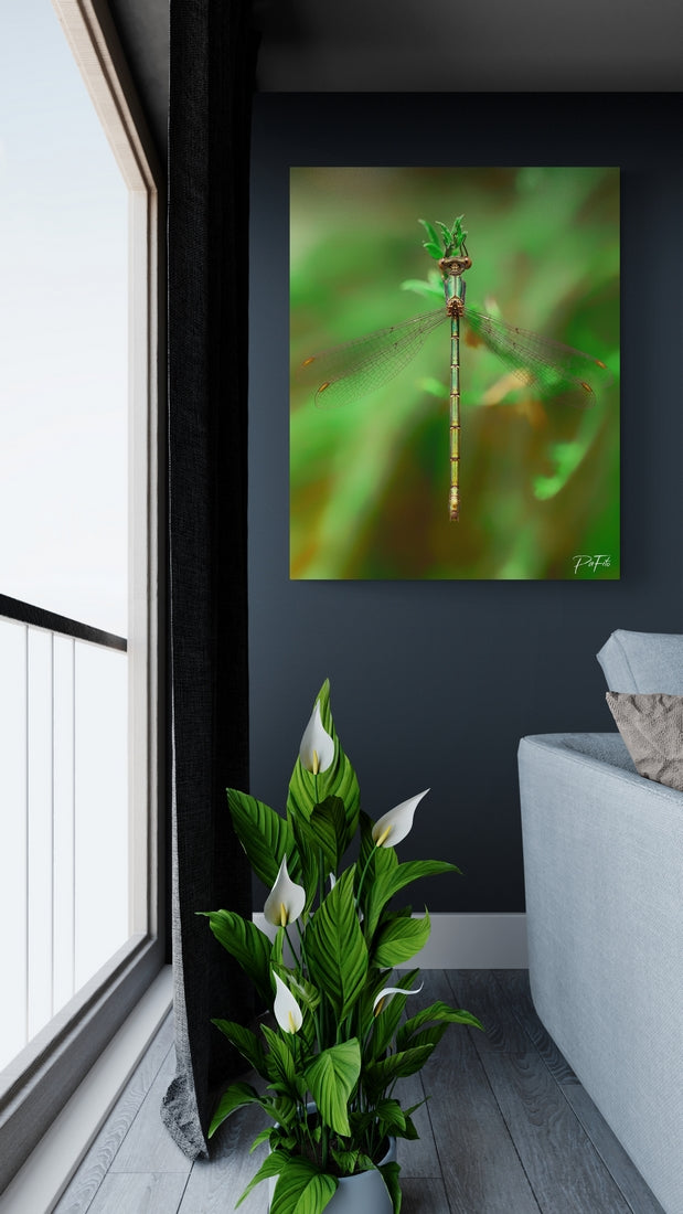 Green light dragonfly