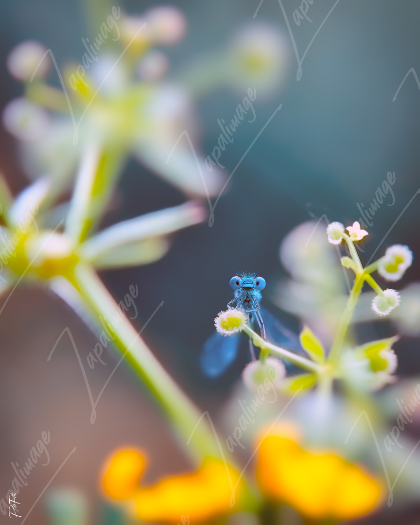 Blue dragonfly