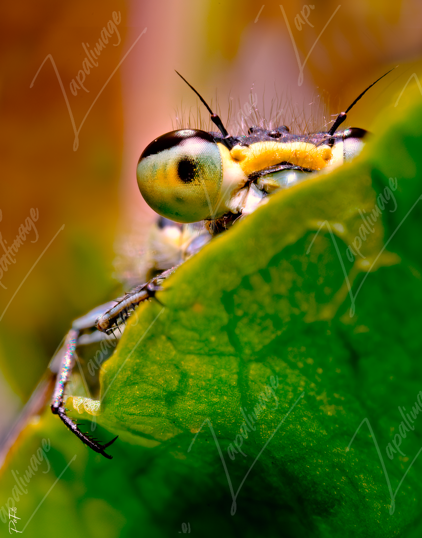 Libellule
