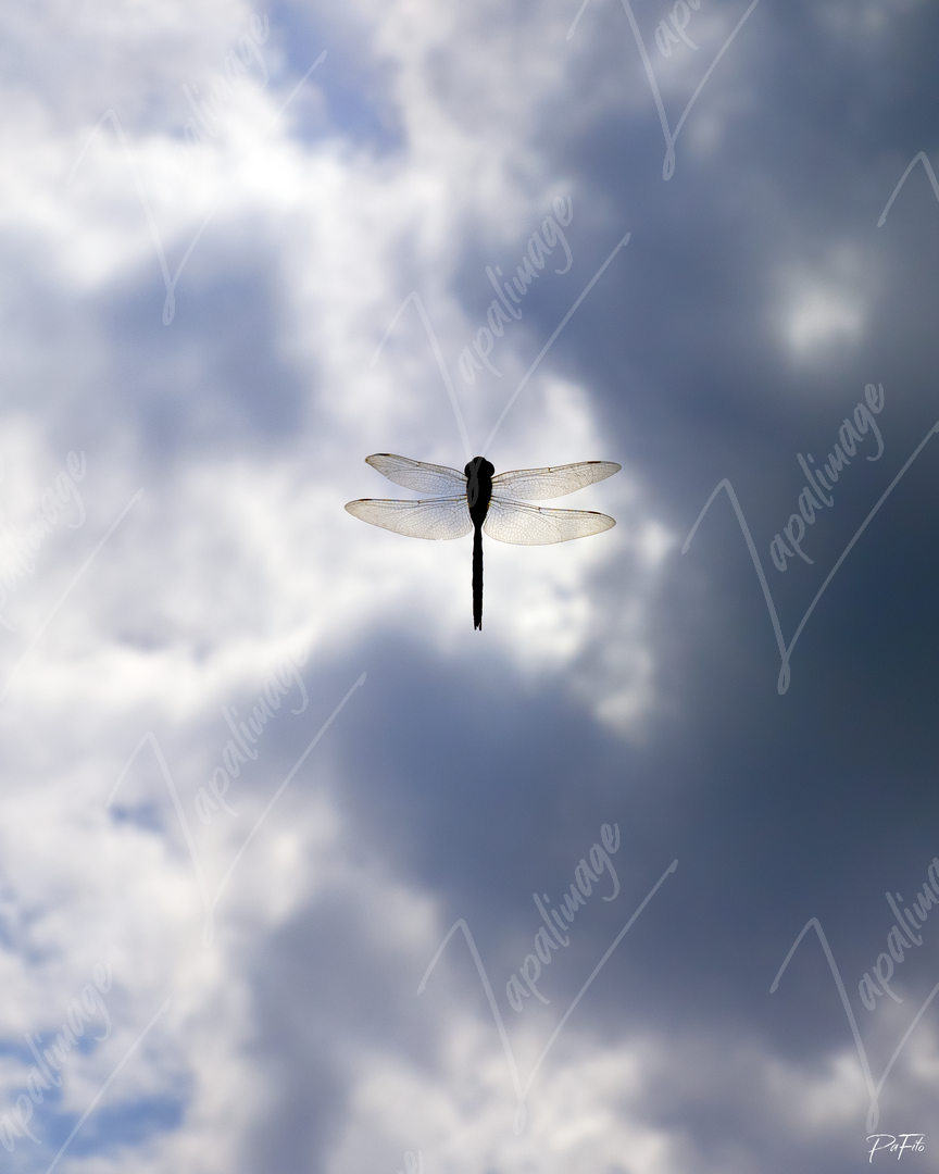 Vuelo de la libélula