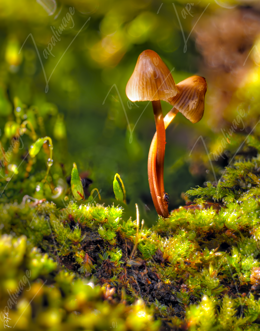 Love mushrooms