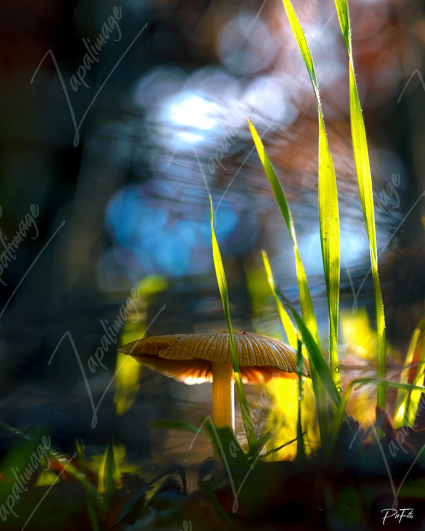 Mushlight