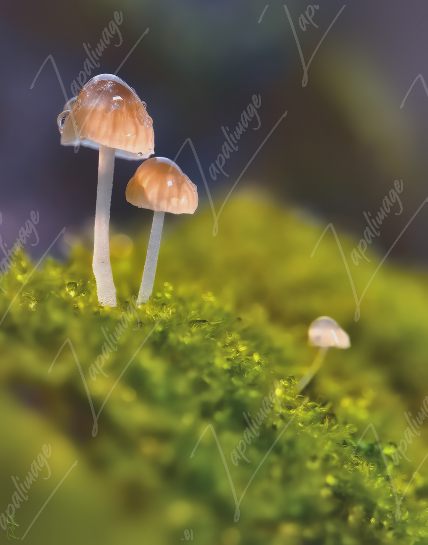 Mushroom Family