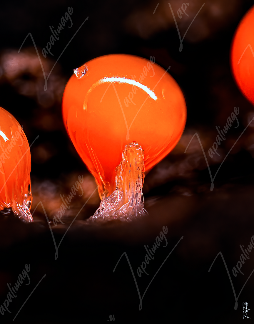 Myxomycètes orange