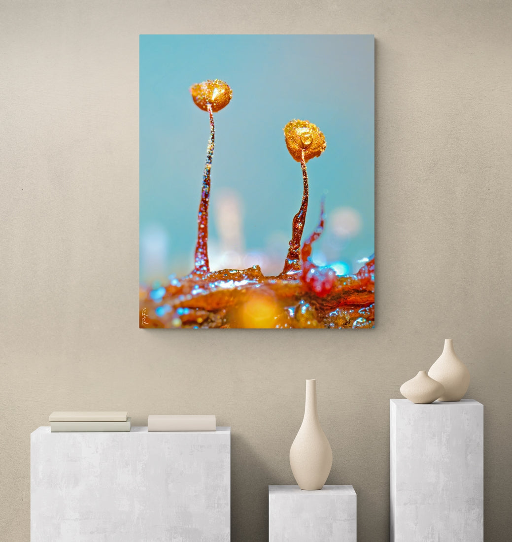 Golden Myxomycetes