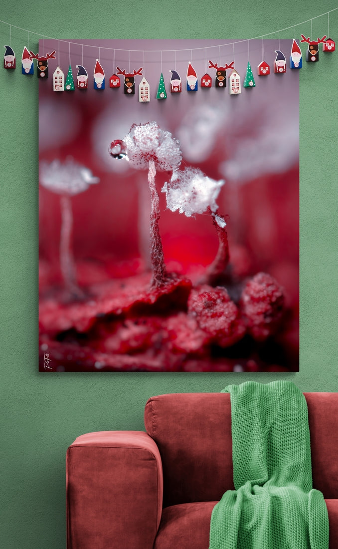 Mixomicetos rojos y blancos