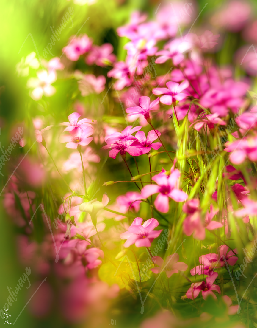 Oxalis
