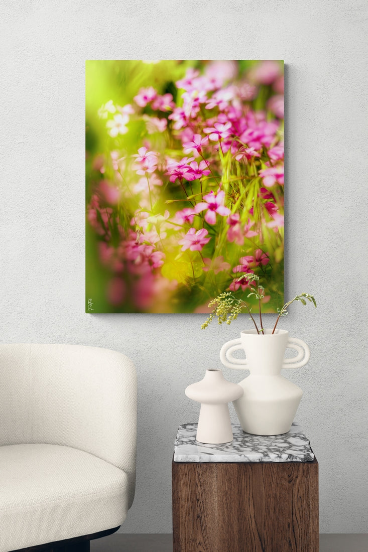 Oxalis