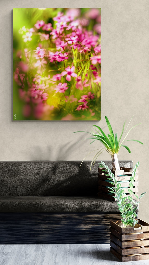 Oxalis
