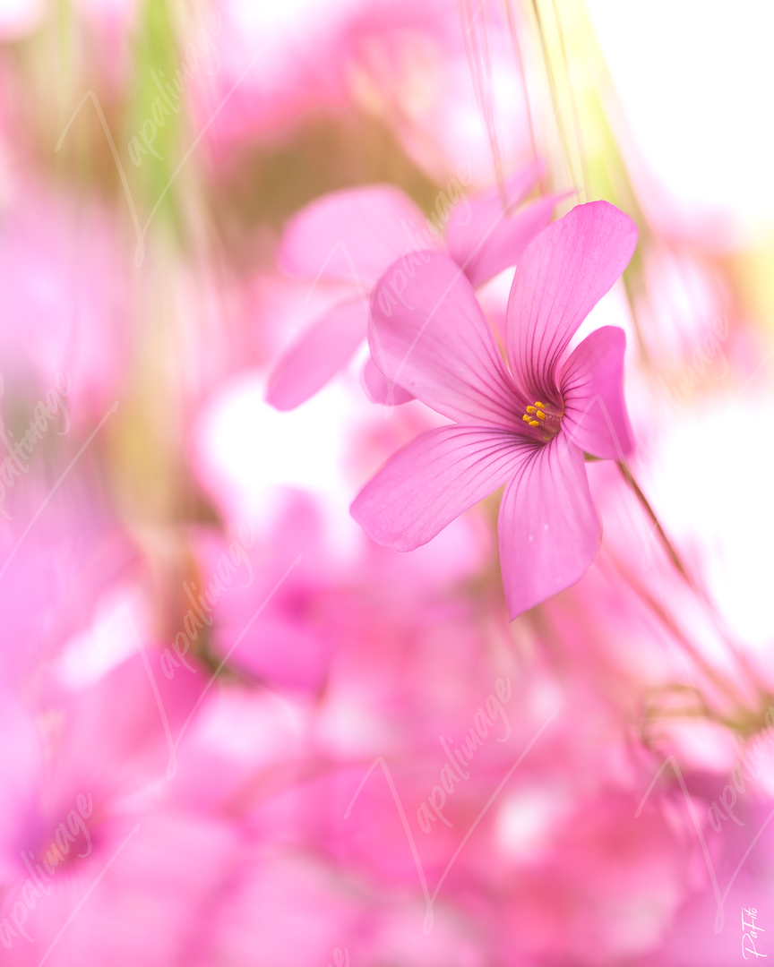 Fleur d'Oxalis